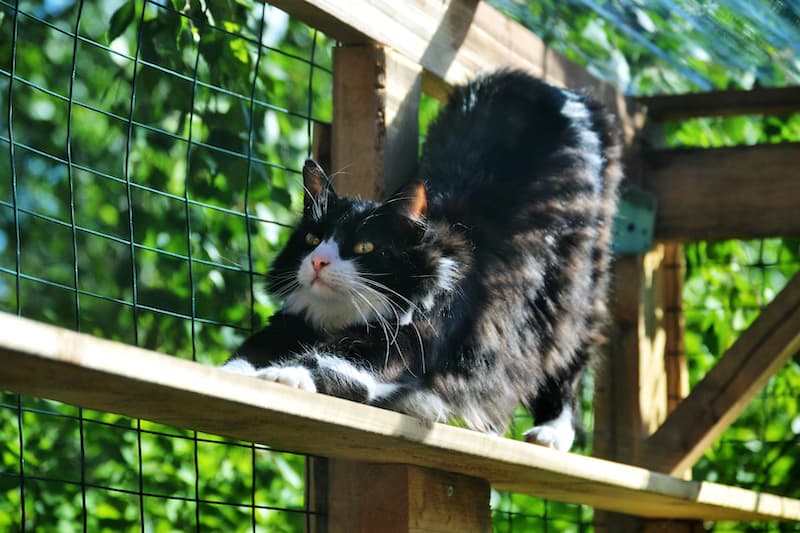 DIY catio